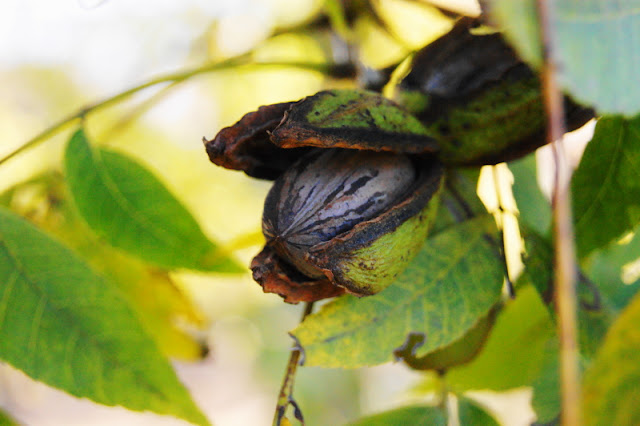 Pecans ripe in husks on the tree.   www.thekitchenismyplayground.com