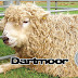 Fiber study of rug grade or very coarse grade sheep wool.  Dartmoor