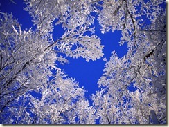 frosted-trees-wallpapers_11699_1600x1200