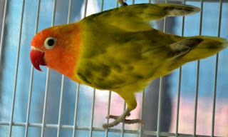 Cara Mengatasi Lovebird Nakal Ngejeruji Naik Turun Tangkringan dan Kedasar Sangkar