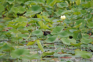 Common Moorhen