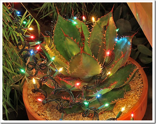 111222_agave_bovicornua_with_lights