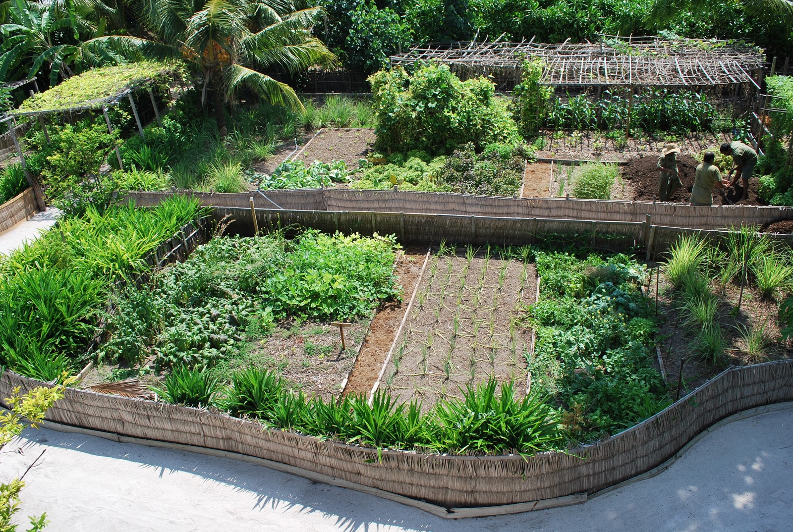 Permaculture Maldives: 