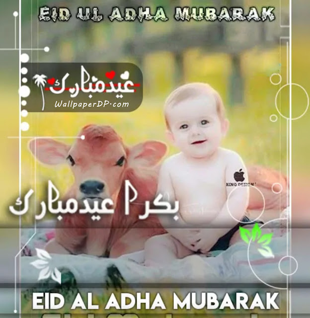 Eid ul Adha Pic Name Edit DP | Bakra Eid Mubarak Dp for Whatsapp