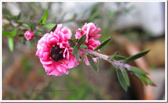 02-26-manuka-myrtle3