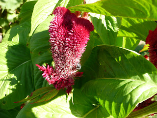 Celosia cristata L., Cresta di gallo, Celosia, Amarante crête de coq, Crested Cockscomb, Hahnenkamm - si è acclimatata, irrobustita e sviluppata bene nel mio giardino in Toscana