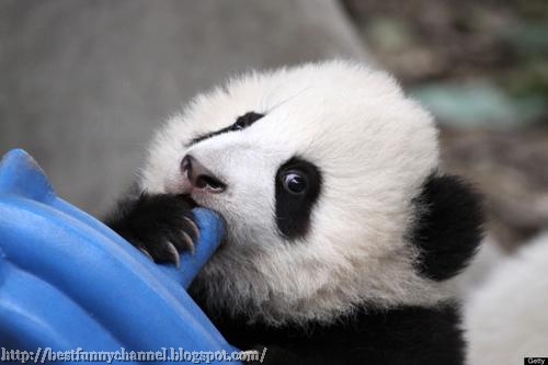 Cute panda.