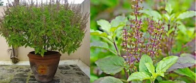 Tulsi - Holy Basil