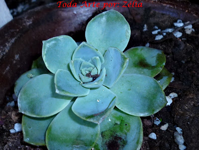 Planta suculenta echeveria