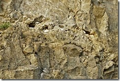 camouflaged-owls-12