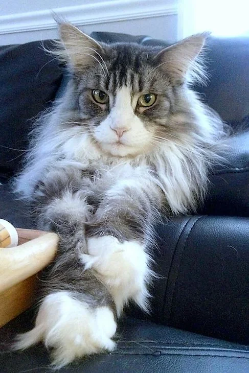 Well-tufted paws of the Maine Coon