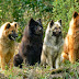 Els Eurasier, desconeguts per semblança