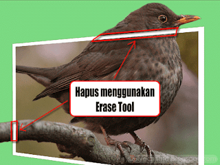 Hapus frame yang menyatu dengan gambar burung dan dahan