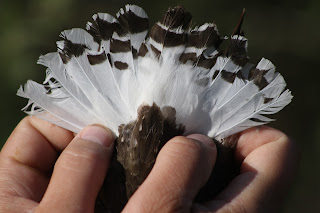 Green Sandpiper Tail Pattern