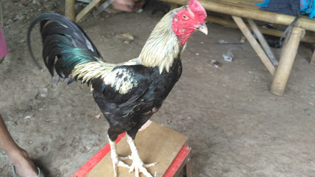 Ayam Bangkok Wido Jalak Super Teknik Pukul Jalu Menang 5x