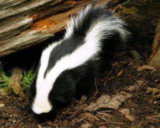 skunk