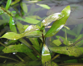 Freshwater Aquarium Plants Dwarf Hygrophila polysperma aka Indian waterweed