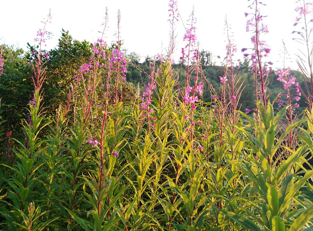 Fire weed flowers
