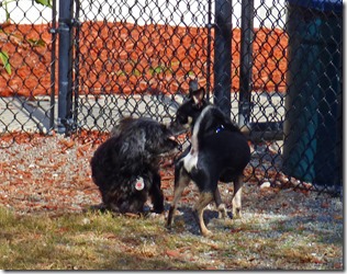Skruffy and Max at the Dog Park, Christmas 2016