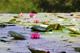 Lotus in the Pond @Walkersons Hotel #Dullstroom #SA #PhotoYatra #TheLifesWayCaptures