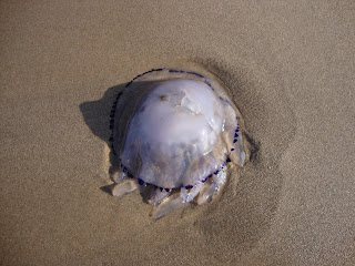 Sea Medusa Photos in El Saler Beach - Valencia - Spain