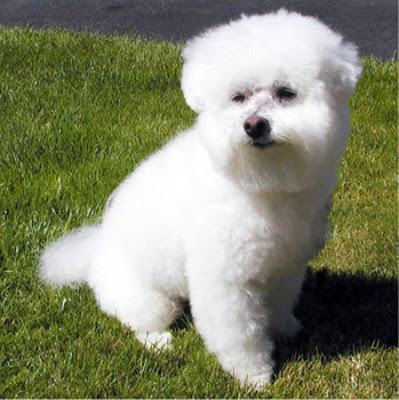 Bichon Puppies Pictures