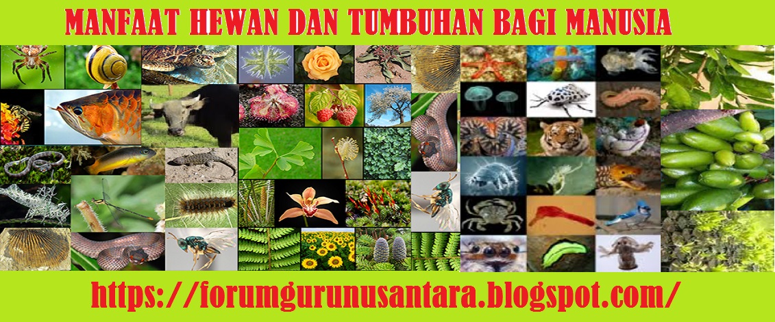  Manfaat Hewan dan Tumbuhan Bagi Manusia  MANFAAT HEWAN DAN TUMBUHAN BAGI MANUSIA