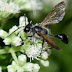 Predator Profile ~ Grass Carrying Wasps, Isodontia spp.