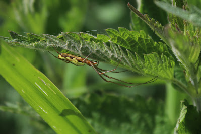 Rietstrekspin - - Tetragnatha striata