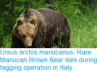 https://sciencythoughts.blogspot.com/2018/04/ursus-arctos-marsicanus-rare-marsican.html