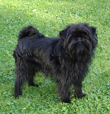 Affenpinscher Toy Dog Picture