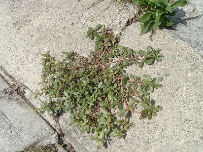 [Photo: Portulaca oleracea growing in a crack in the sidewalk.]