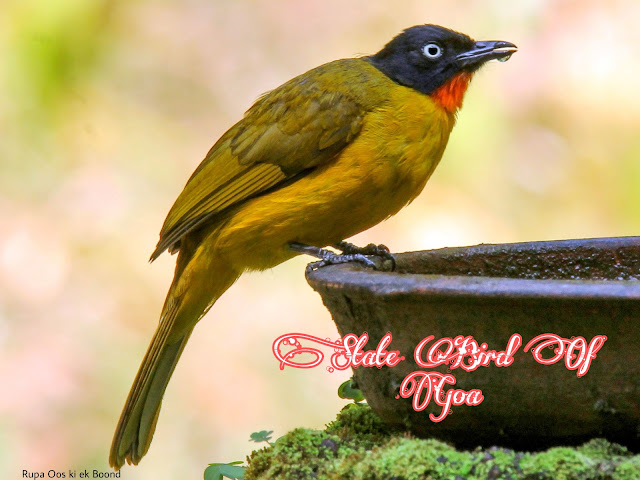 https://rupaaooskiekboond.blogspot.com/2023/06/state-bird-of-jharkhand_01693115605.html