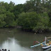 Mangrove dapat menghambat Perubahan Iklim