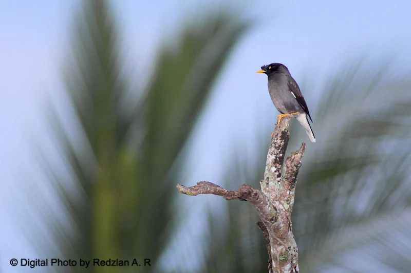 Javan Myna