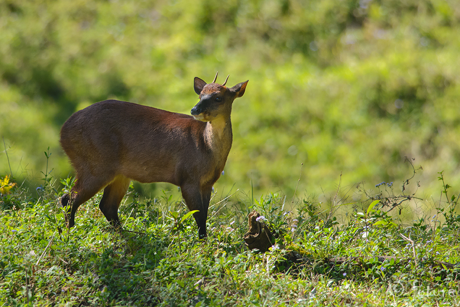 Suurmasaama, Mazama temama, Central American Red Brocket