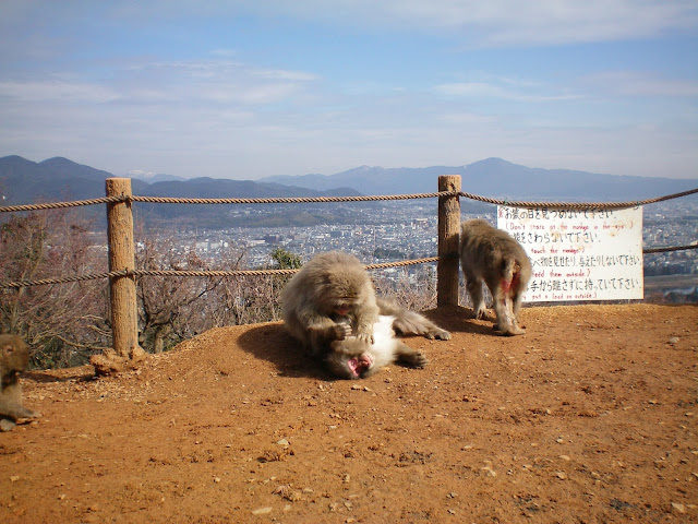 Monos en Arashiyama en Kioto