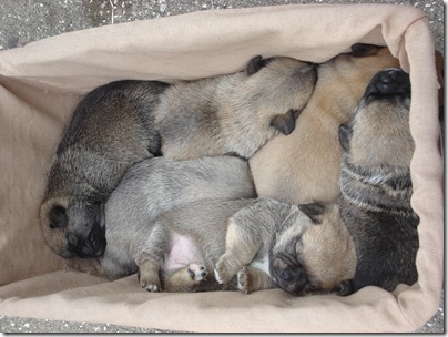 basket of pups