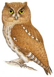 Vermiculated screech Owl