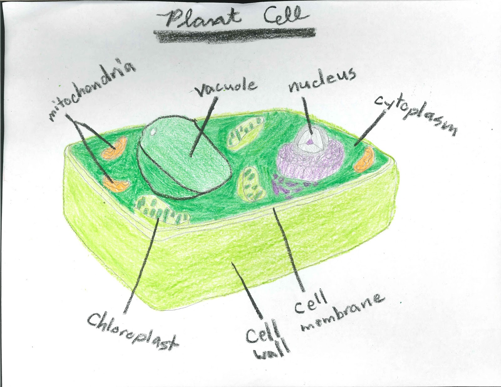 Junior Historians: Awesome Plant & Animal Cells