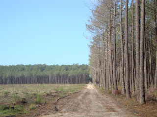 Deforestation photo in Valado dos Frades - Nazare