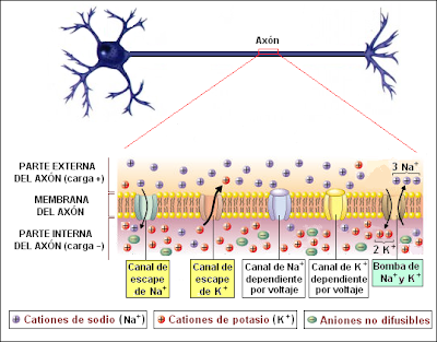 Neurona polarizada (en reposo)