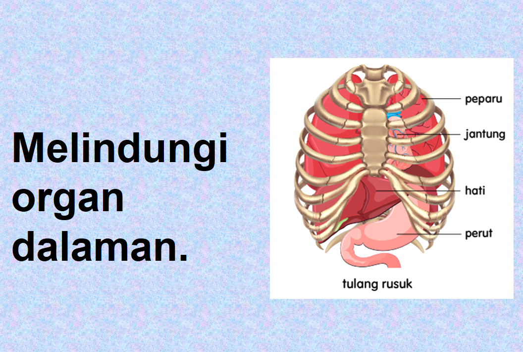 Sistem Rangka Manusia