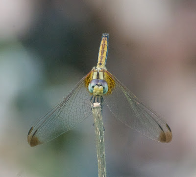 Trithemis aurora