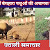 भरमाड़ (ज्वाली) में बेसहारा पशुओं की अचानक मौत से लोग सहमे