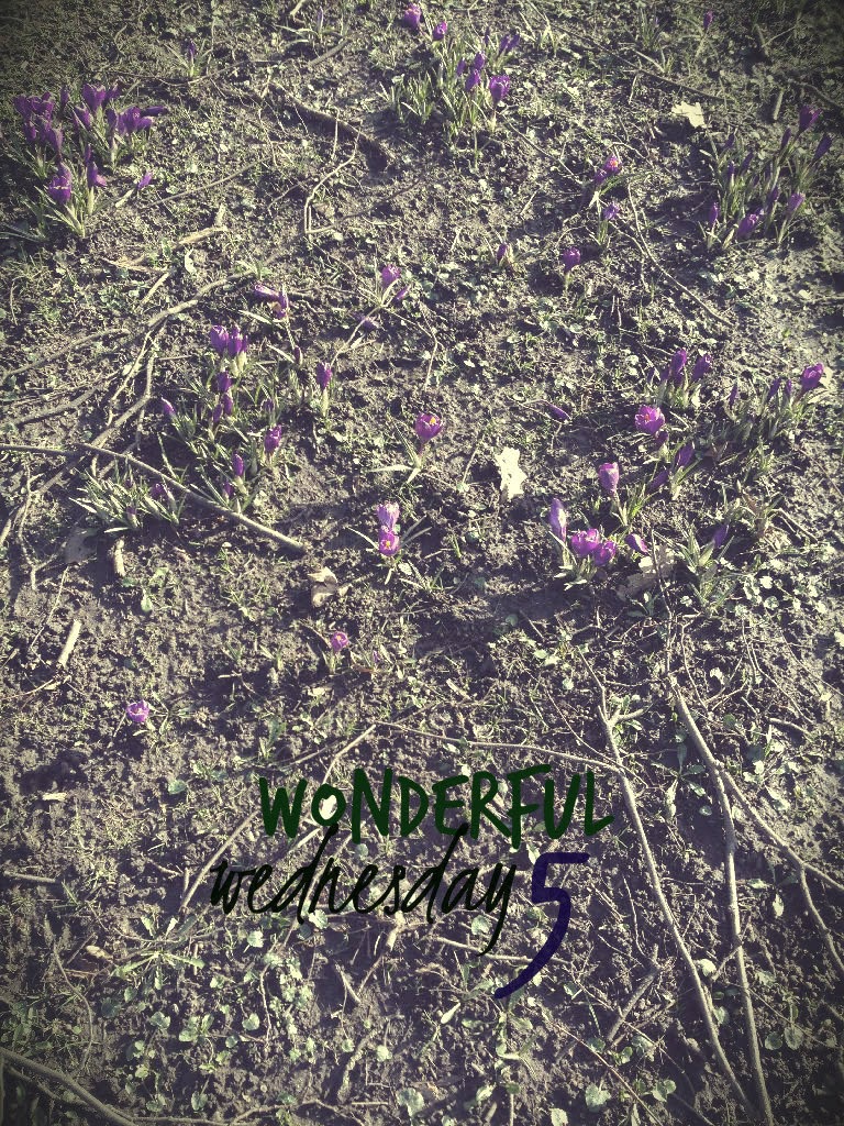 Wonderful Wednesday 5