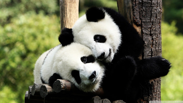 Panda HD images free