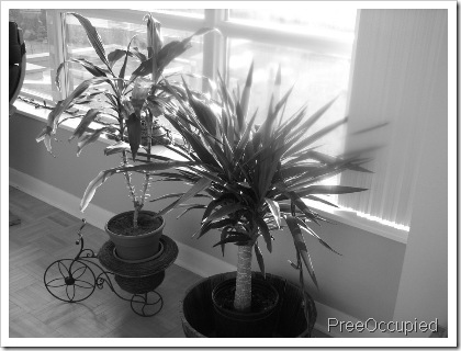 bw plants