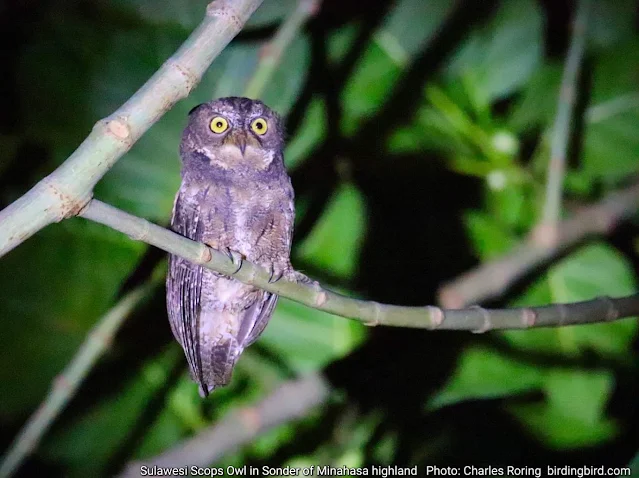 Sulawesi Scops Owl (Otus manadensis) in Sonder village of Minahasa highland