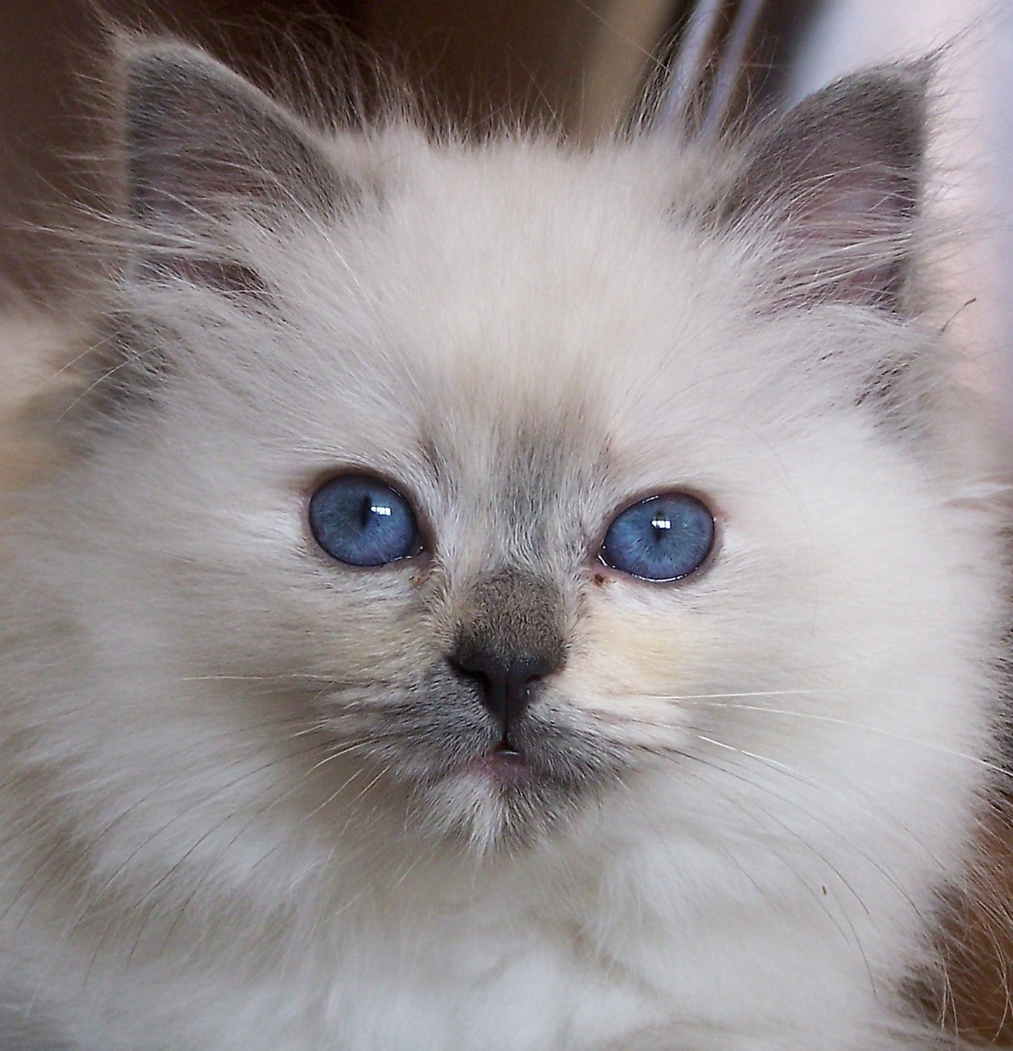 Ragdoll Cute  Cats  Cute  Cats 